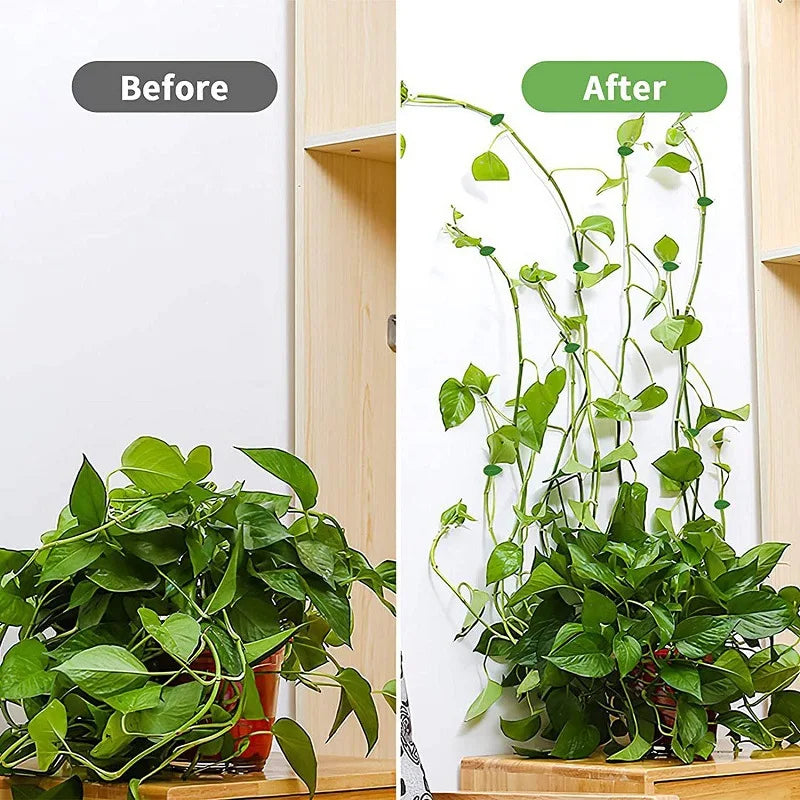 Plant Fixture Clips 10pcs Plant Climbing Wall Clips Acrylic Adhesive Stickers for Indoor/outdoor